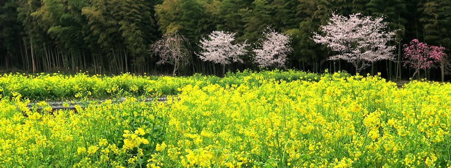 池袋を拠点とし地方との共生も視野に地域文化を活かしたまちづくりと、人をつなぐフィールド作りから社会貢献を目指していきます。